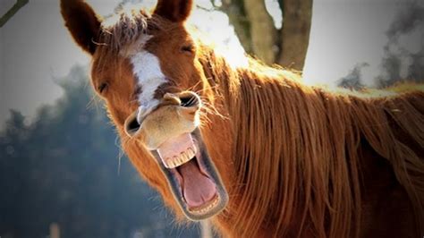 funny horse videos